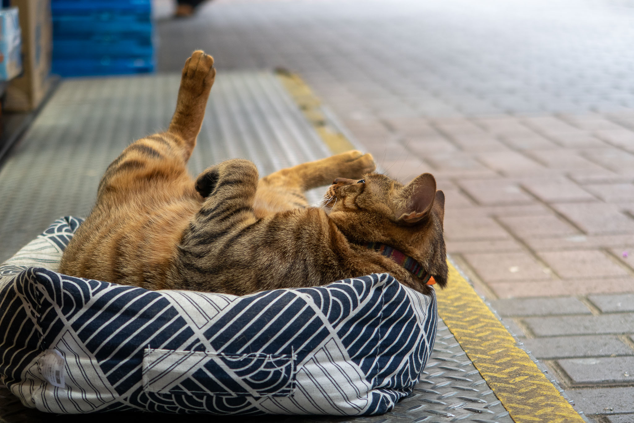 Animal photo