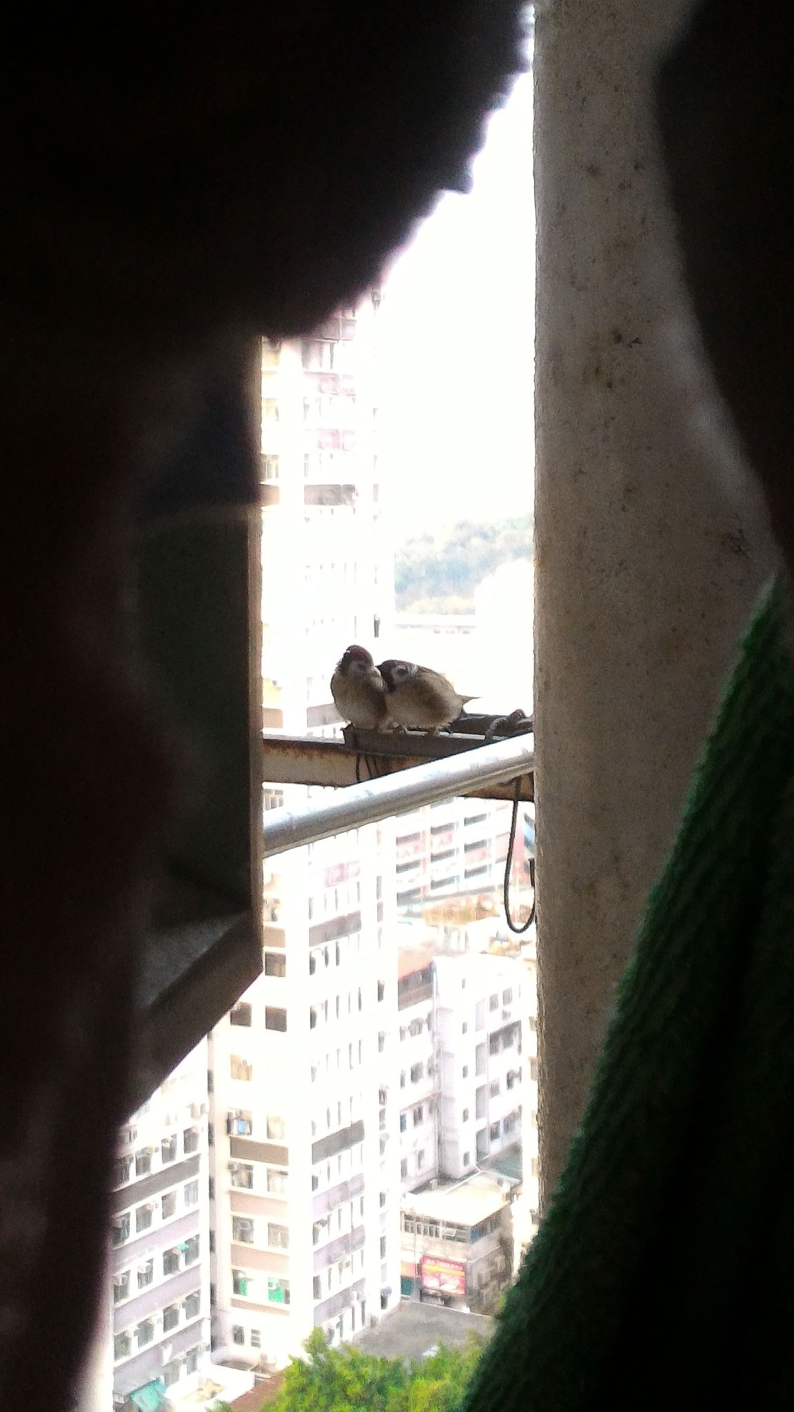 Animal photo