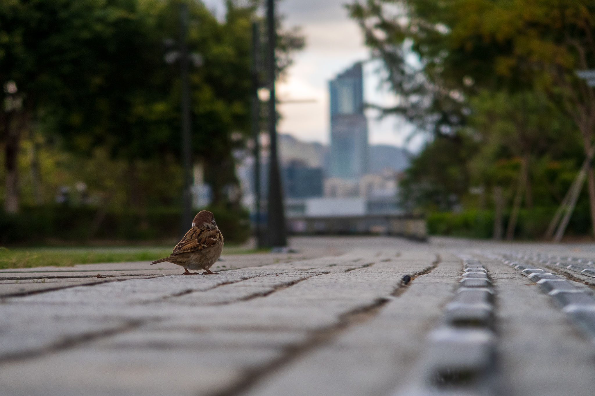 Animal photo