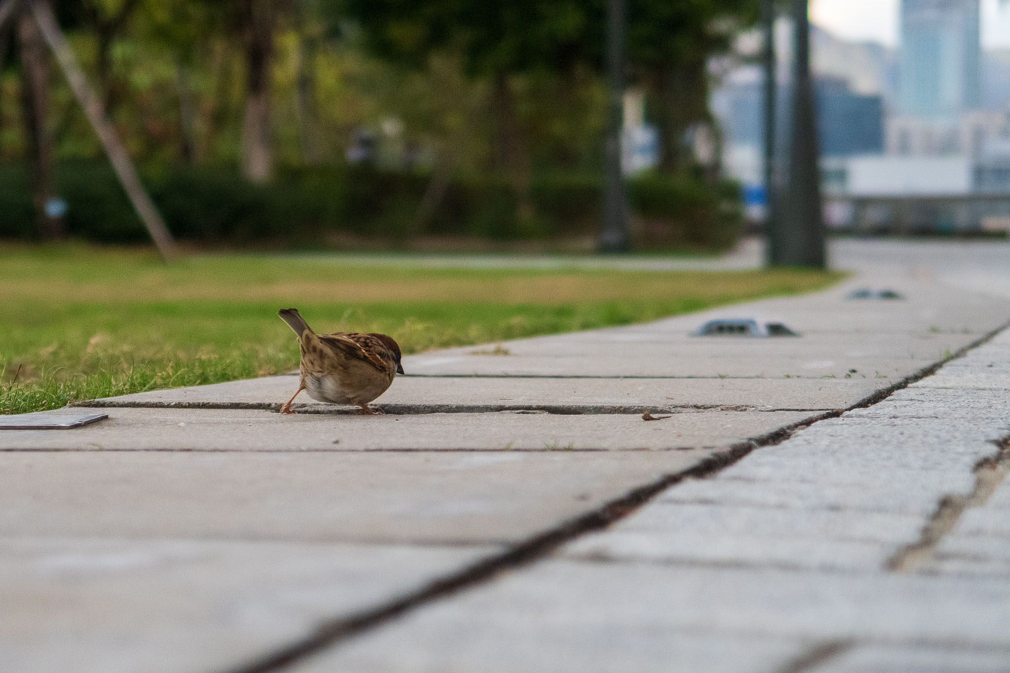 Animal photo